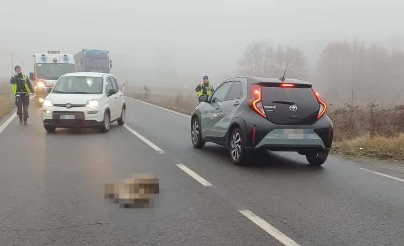 VOLPIANO - Scontro auto-capriolo in via Torino: animale morto sul colpo - FOTO