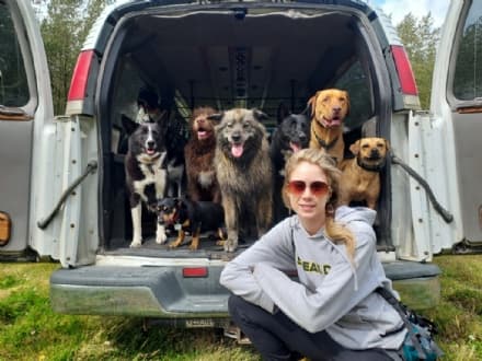 PET - Le gite sull'autobus riservato ai cani