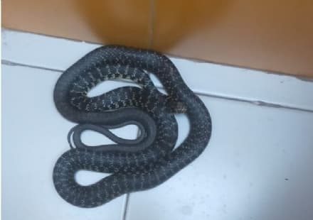 BRANDIZZO - Un serpente recuperato negli spogliatoi del palazzetto dello sport - FOTO