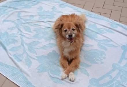 BOSCONERO - Cane smarrito torna a casa dopo quasi due mesi: lieto fine per la piccola Shila