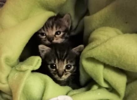 PALAZZO CANAVESE - Quattro gattini di dieci giorni gettati nel cassonetto dell'immondizia