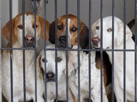 MAZZE' - Maltratta i cani: cinquantenne arrestato dai carabinieri