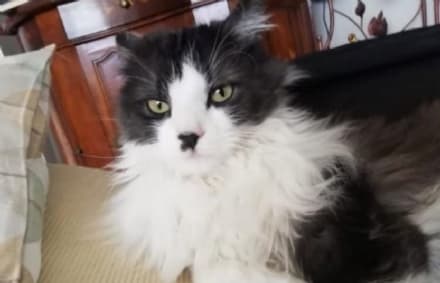 RIVAROLO CANAVESE - Ancora nessuna traccia del gatto Jiji