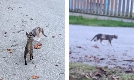 VALPERGA - Abbandonano tre gattini per strada: micini salvati dalle volontarie delle Vibrisse