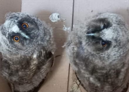 CASELLE TORINESE - Due piccoli gufetti abbandonati al cimitero recuperati dai volontari della Lida