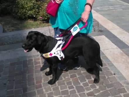 CALUSO - I Lions donano 6 mila euro per il Servizio Cani Guida