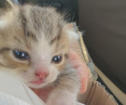 IVREA - Boom di abbandoni, gattile pieno. I volontari lanciano un appello: «Cerchiamo balie»