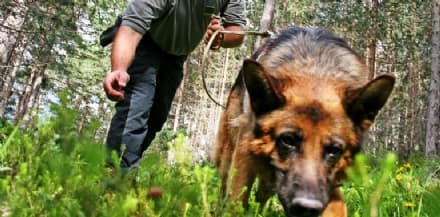 CASTELLAMONTE - Caso ufo a Filia? Rinvenute le prime prove...