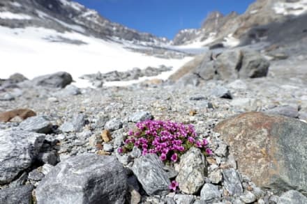 VALLE SOANA - Il ghiacciaio Ciardoney sta scomparendo a ritmo allarmante: la neve a 2800 metri è già sparita