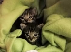 PALAZZO CANAVESE - Quattro gattini di dieci giorni gettati nel cassonetto dell'immondizia